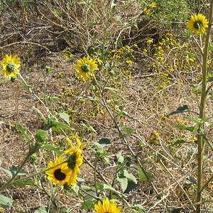 Sunflower  Helianthus annuus