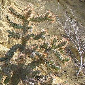 cholla