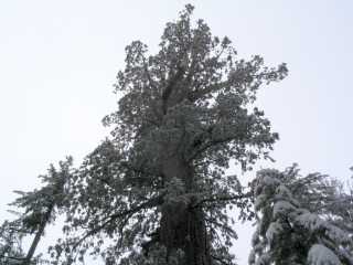 Big Trees